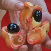 Showing ripe fruit and seeds with their arils